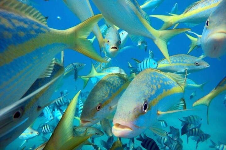 Sosua Beach Snorkeling: Explore Sosua Bay’s Clear Reefs on a Half-Day Excursion photo 4