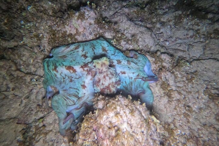 Roatan Night Snorkel & Scuba: Explore the Mesoamerican Reef Under the Stars photo 3