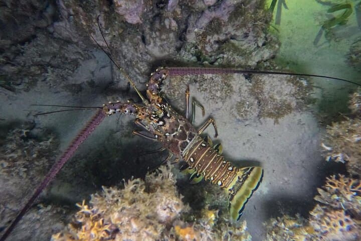 Roatan Night Snorkel & Scuba: Explore the Mesoamerican Reef Under the Stars photo 6