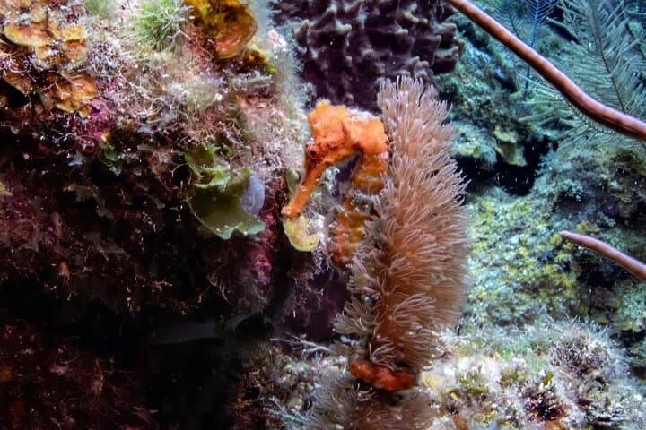 Roatan Night Snorkel & Scuba: Explore the Mesoamerican Reef Under the Stars