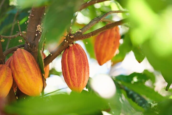 Horseback Riding in Punta Cana: Countryside Trails & Anamuya Views photo 3