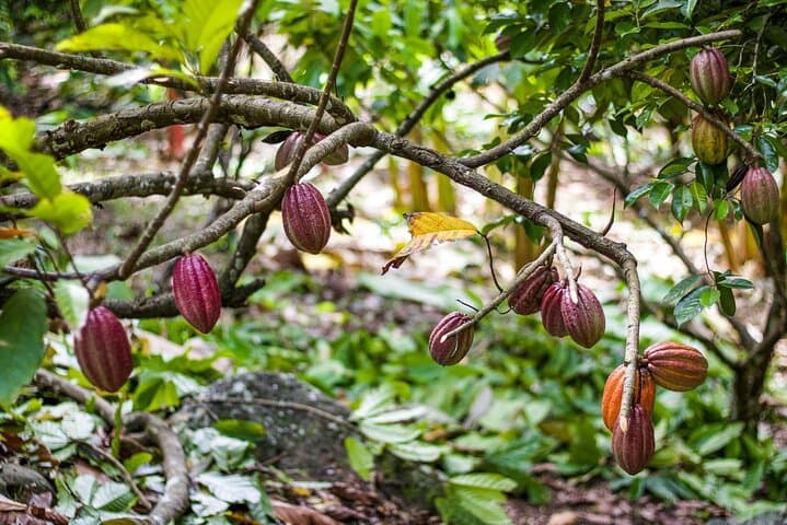 Horseback Riding in Punta Cana: Countryside Trails & Anamuya Views photo 4