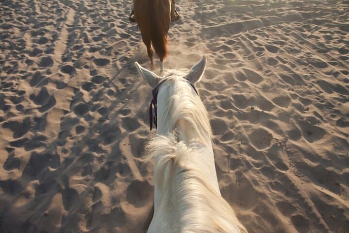 Horseback Riding in Punta Cana: Countryside Trails & Anamuya Views photo 6