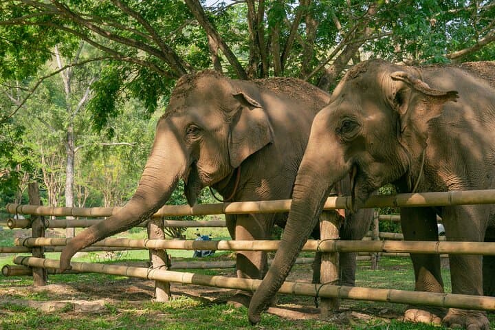 Chiang Mai Elephant Sanctuary & Sticky Waterfall Day Tour — Ethical Encounters and Climbable Falls photo 6