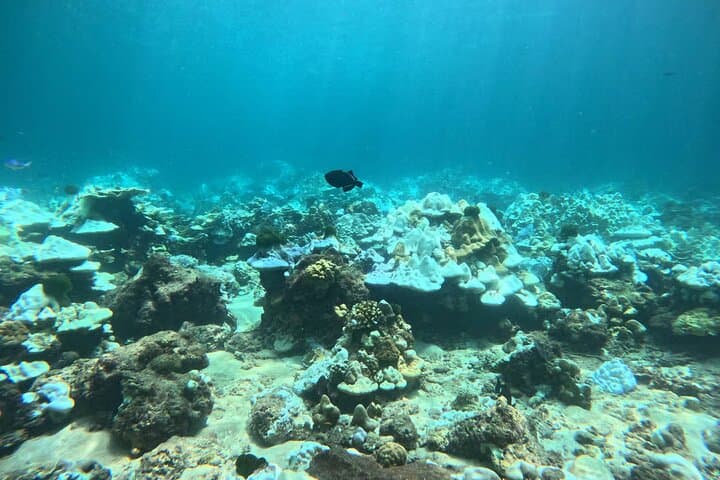 Phuket Racha PADI Discover Scuba Diving 2 Dives with GoPro photo 6