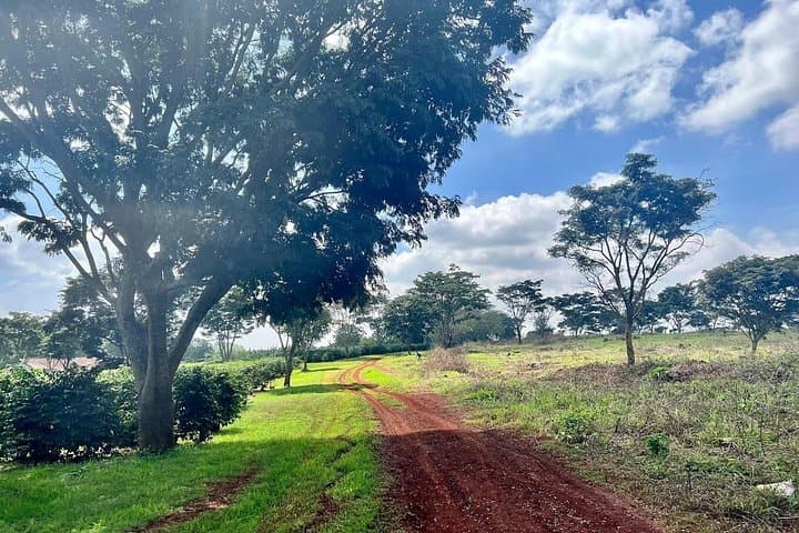 Kenya Coffee and Wildlife Safari: A 4-Day Journey through Aroma and Savanna photo 4