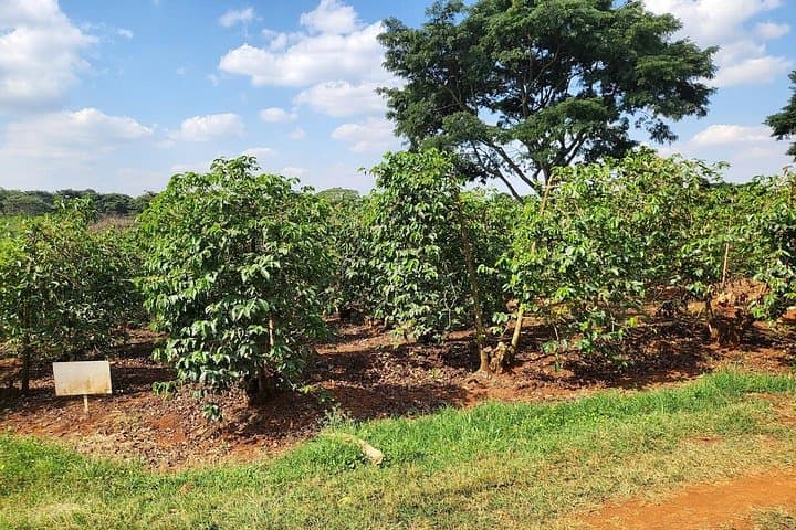 Kenya Coffee and Wildlife Safari: A 4-Day Journey through Aroma and Savanna photo 1