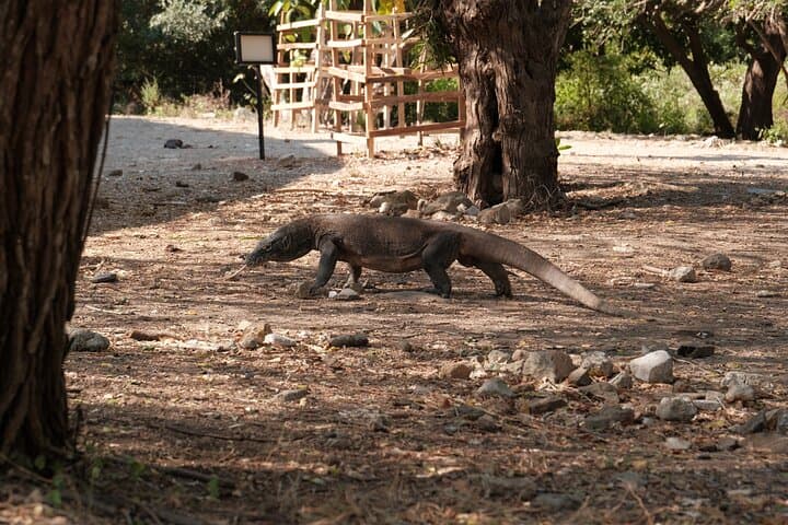 3-Day Liveaboard Komodo Sailing: Phinisi Cruise, Snorkeling & Komodo Dragons photo 5