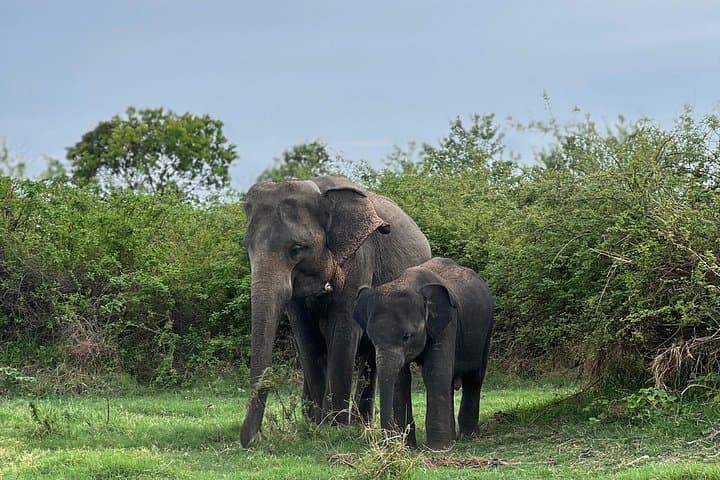 Minneriya National Park Jeep Safari: Experience Sri Lanka's Elephant Gathering photo 1