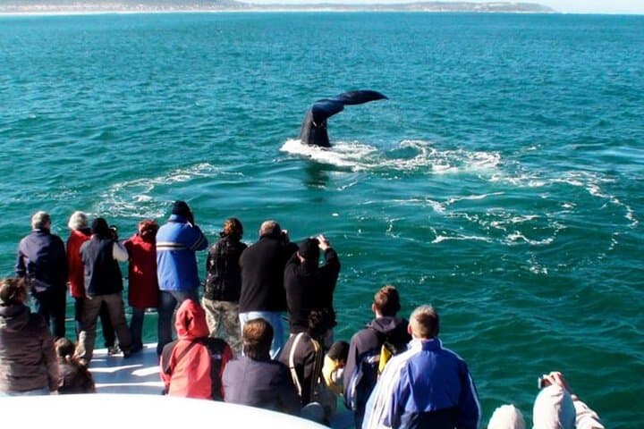 Hermanus Whale Watching, Penguin Encounter & Benguela Cove Wine Tasting from Cape Town photo 6