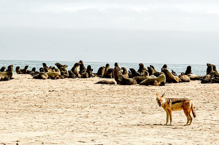 Namib Desert Full-Day: Salt Pans, Seals, Dunes & Moon Valley photo 2