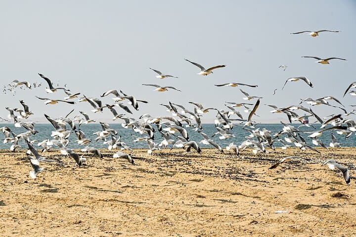 Namib Desert Full-Day: Salt Pans, Seals, Dunes & Moon Valley photo 3