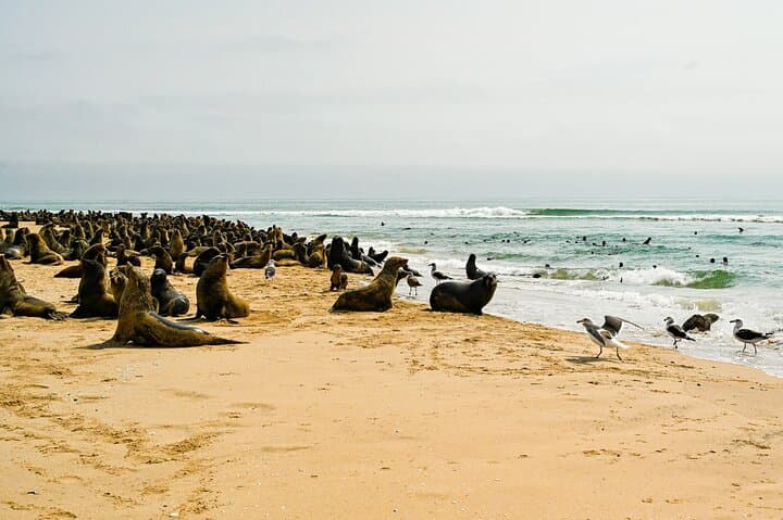 Namib Desert Full-Day: Salt Pans, Seals, Dunes & Moon Valley photo 5