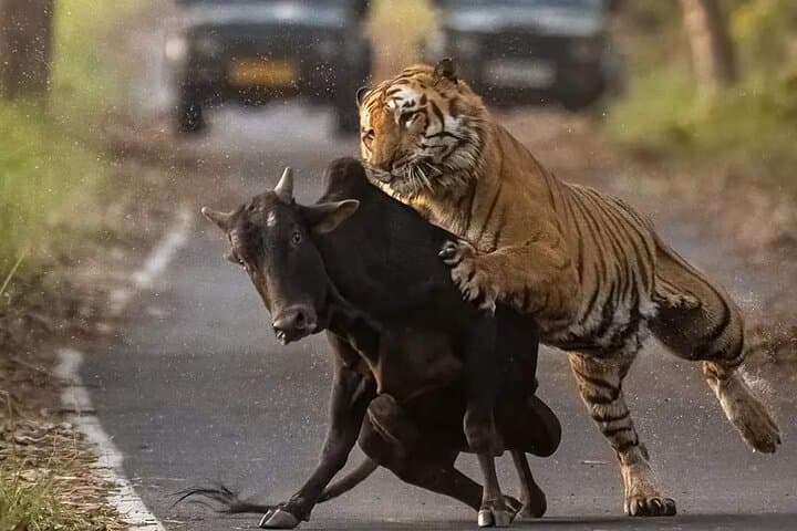 Ranthambore Same-Day Wildlife Safari from Jaipur: Tiger Tracking & Jungle Views photo 5
