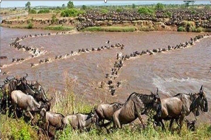 Exploring Kenya’s Maasai Mara: A Multi-Day Safari Adventure to the Big Five and Beyond photo 6