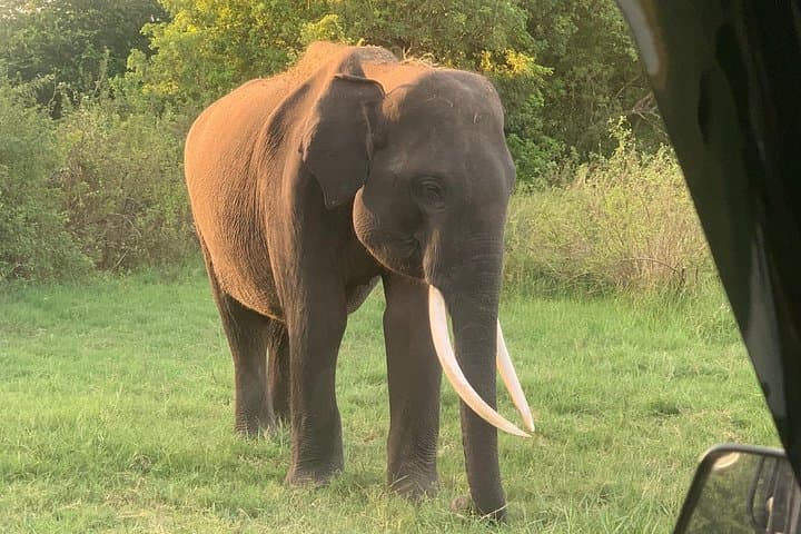 Minneriya National Park Jeep Safari: Experience Sri Lanka's Elephant Gathering photo 3