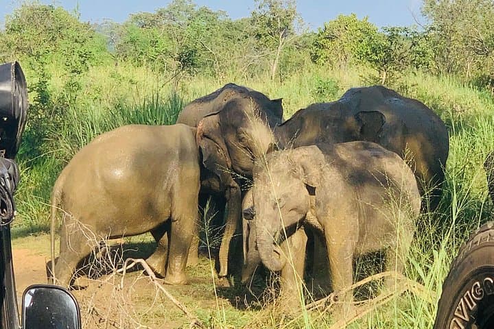 Minneriya National Park Jeep Safari: Experience Sri Lanka's Elephant Gathering photo 4