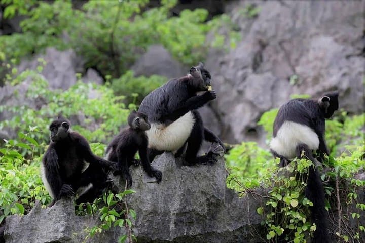 2-Day Cat Ba National Park & Lan Ha Bay Adventure — Kayak, Trek, Bioluminescence photo 3