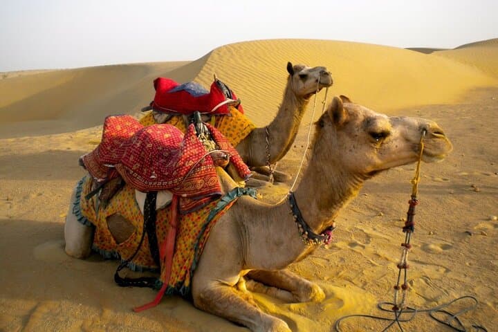 Overnight Camel Safari in the Thar Desert: Jaisalmer Stars & Sunrise photo 3