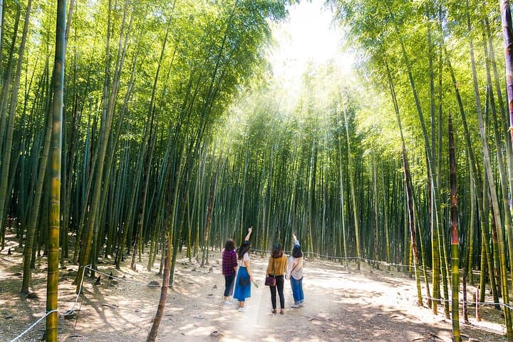 Busan Coastal Photo Tour: Haedong Yonggungsa, Bamboo Grove & Gamcheon in a Day