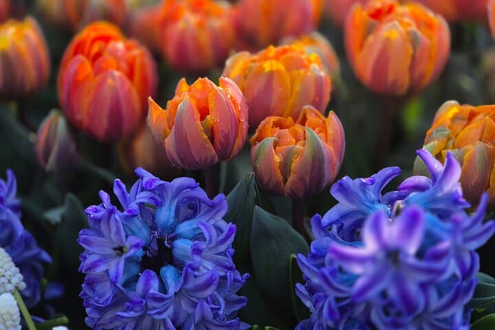 Keukenhof Tulip Field Trip: Small-Group Tour from Amsterdam