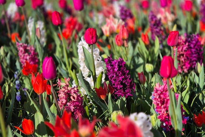 Keukenhof Tulip Field Trip: Small-Group Tour from Amsterdam photo 2