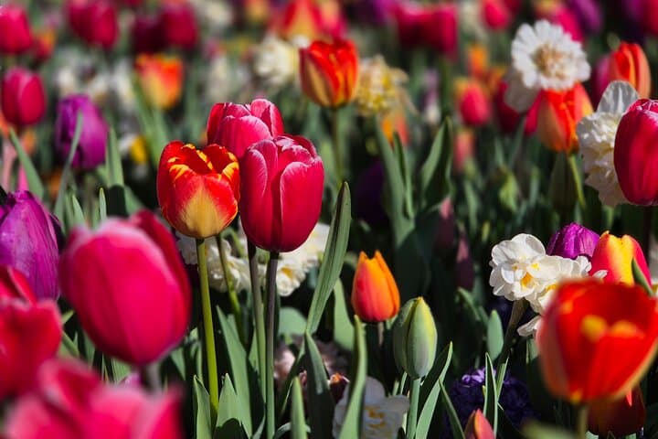 Keukenhof Tulip Field Trip: Small-Group Tour from Amsterdam photo 3