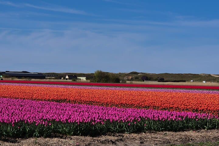 Keukenhof Tulip Field Trip: Small-Group Tour from Amsterdam photo 4