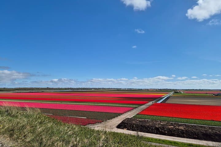 Keukenhof Tulip Field Trip: Small-Group Tour from Amsterdam photo 5