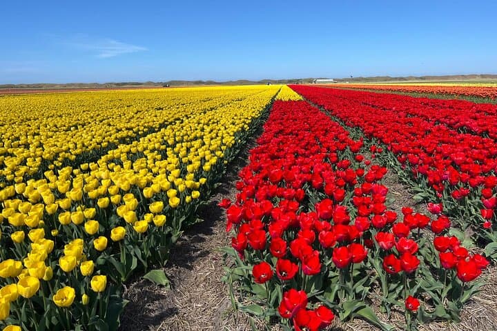 Keukenhof Tulip Field Trip: Small-Group Tour from Amsterdam photo 6