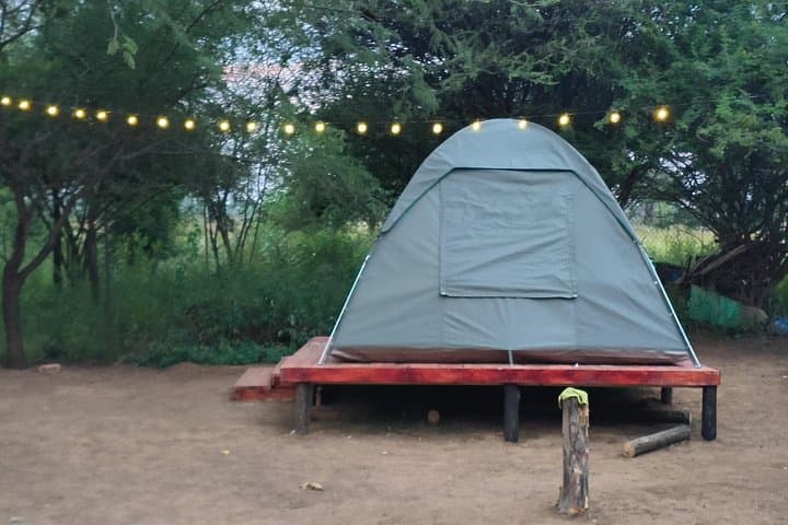 4-Day Tlou Tented Safari Camp in Pilanesberg — Big Five on a Budget photo 4