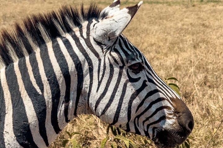 Private Day Safari in Tarangire National Park — Elephants, Baobabs & Birding photo 2