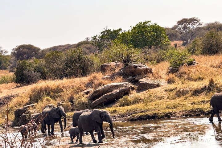 Private Day Safari in Tarangire National Park — Elephants, Baobabs & Birding photo 3