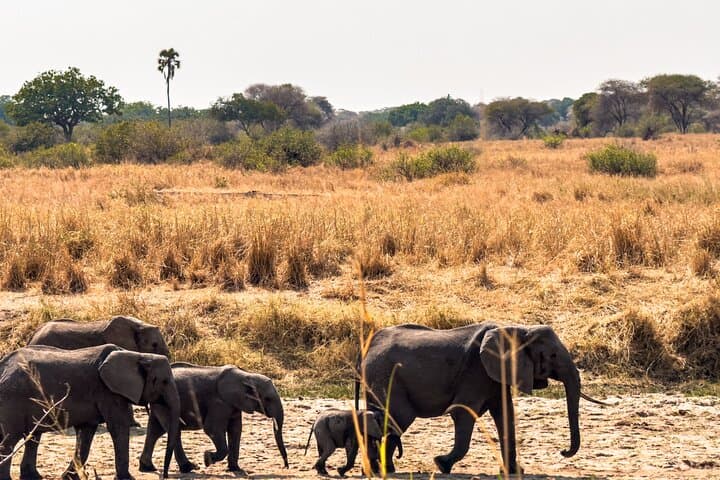 Private Day Safari in Tarangire National Park — Elephants, Baobabs & Birding