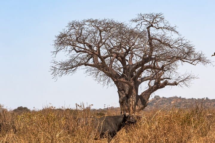 Private Day Safari in Tarangire National Park — Elephants, Baobabs & Birding photo 4