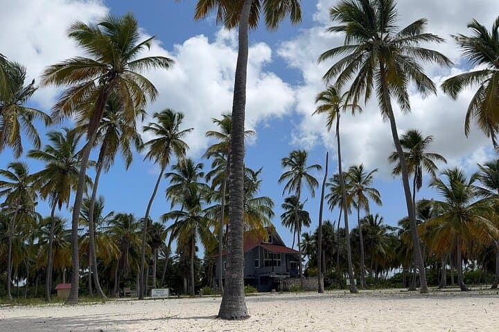 Saona VIP Three Beaches, Natural Pool & Mano Juan Turtle Sanctuary Day Trip photo 5