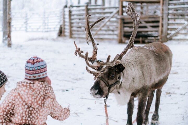 Private Reindeer Farm Tour in Levi — Feed Reindeer and Learn Sámi Traditions photo 1