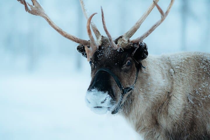 Private Reindeer Farm Tour in Levi — Feed Reindeer and Learn Sámi Traditions photo 2