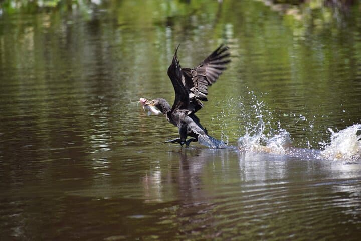 4-Day Amazon Expedition from Iquitos: Dolphins, Piranha Fishing & Jungle Lodge photo 2