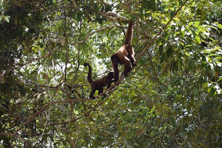 4-Day Amazon Expedition from Iquitos: Dolphins, Piranha Fishing & Jungle Lodge photo 3