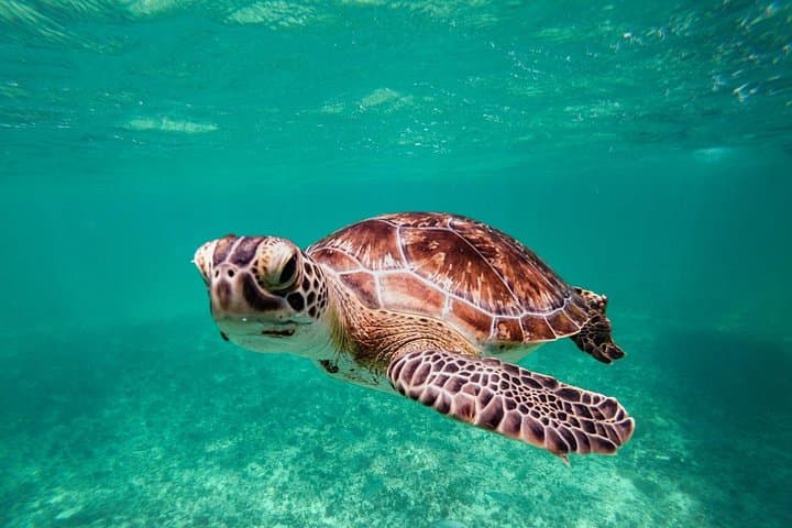Tulum & Akumal: Swim with Sea Turtles and Explore a Mayan Cenote photo 4
