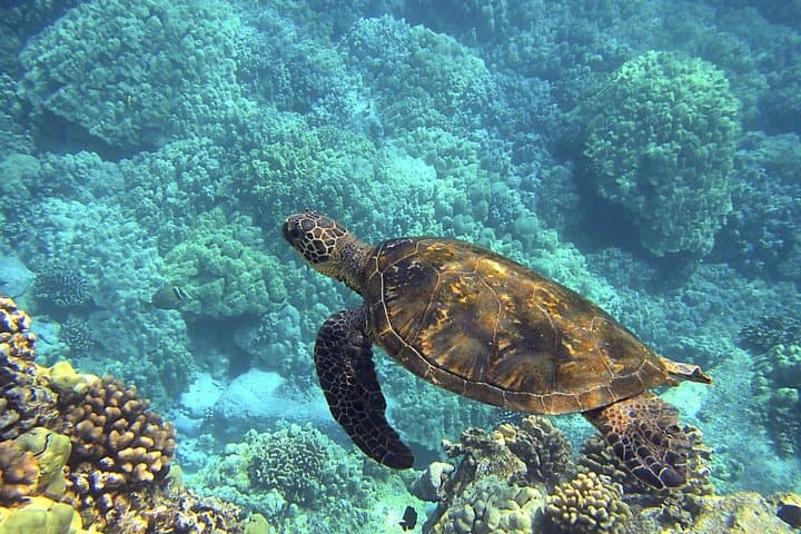 Tulum & Akumal: Swim with Sea Turtles and Explore a Mayan Cenote photo 6