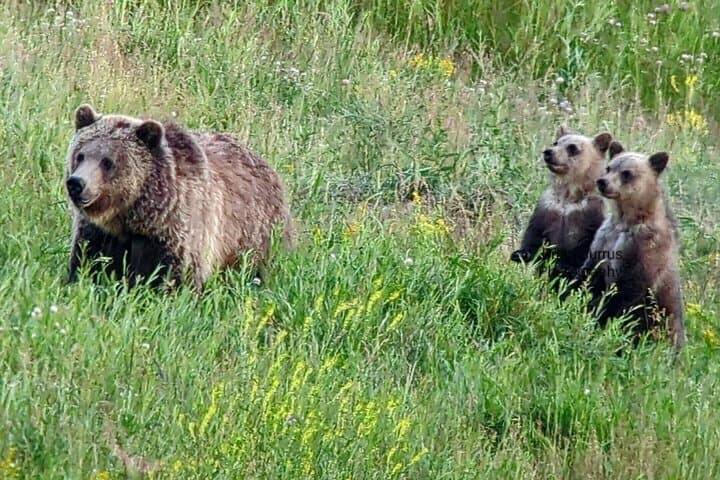 Yellowstone Lower Loop Private Tour — Old Faithful, Grand Canyon & Yellowstone Lake photo 5
