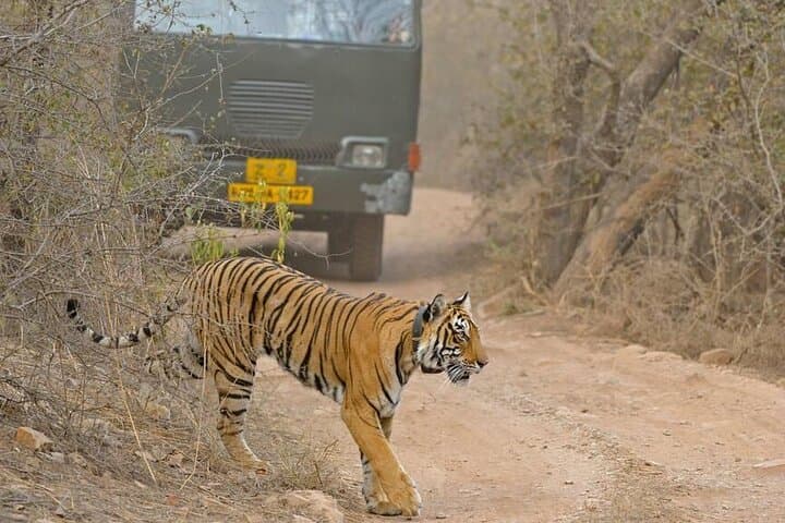 Ranthambore Same-Day Wildlife Safari from Jaipur: Tiger Tracking & Jungle Views photo 6