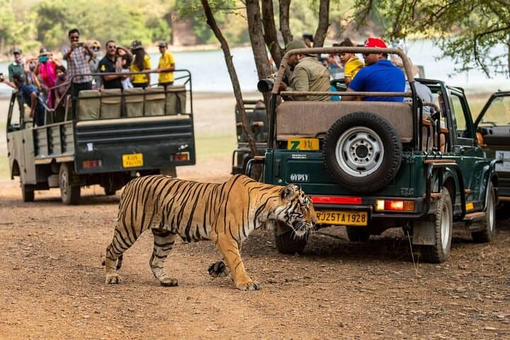 Ranthambore Same-Day Wildlife Safari from Jaipur: Tiger Tracking & Jungle Views photo 4