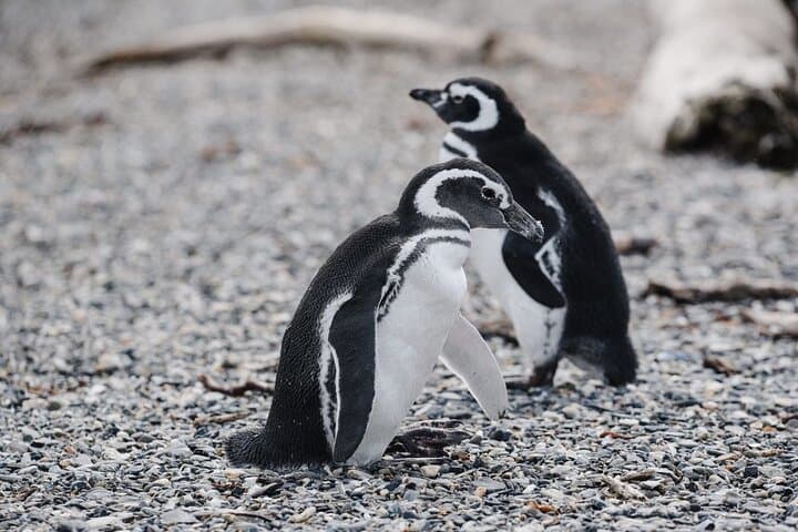 Ushuaia Penguin and Centolla Tour in 4x4 — Beagle Channel Wildlife & Seafood Day Trip photo 3
