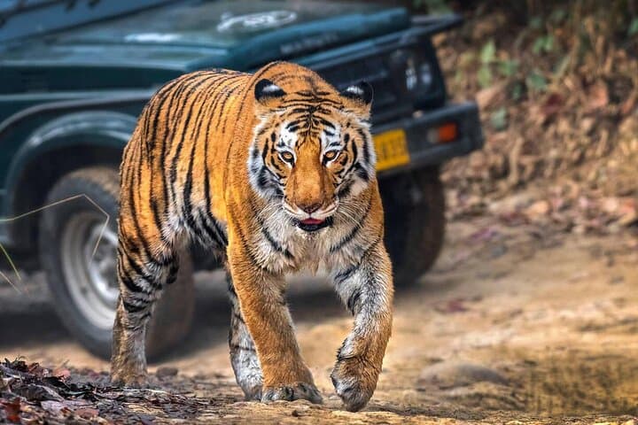 Ranthambore Same-Day Wildlife Safari from Jaipur: Tiger Tracking & Jungle Views