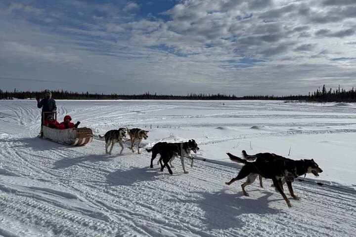 Traditional Dog Sledding in Yellowknife: Dene Culture & Bannock Experience