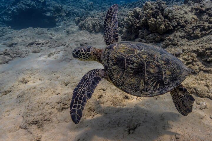 Two-Tank Wreck and Drift Dive in Oahu's Maunalua Bay photo 4
