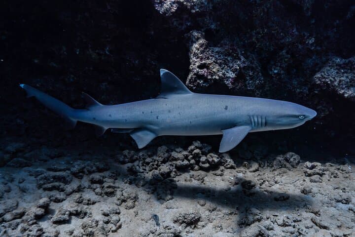 Two-Tank Wreck and Drift Dive in Oahu's Maunalua Bay photo 6
